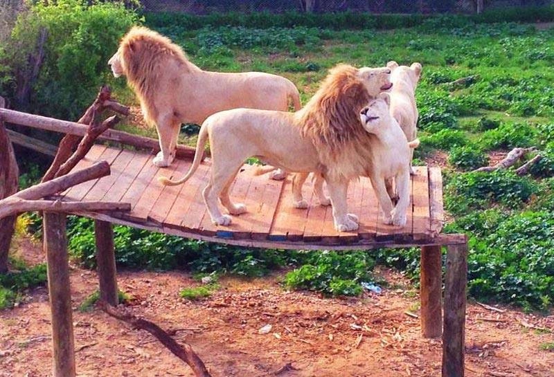Parc natural din Tunisia — fotografie din tunisia